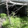 Greenhill Mine