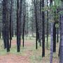 Etherington Creek Provincial Recreation Area