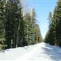 McLean Creek - Husky Road