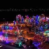 Central Park Spruce Grove
