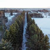 Ellerslie Tree Line