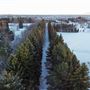 Ellerslie Tree Line