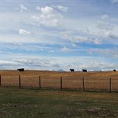 Edna's Ranch