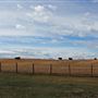 Edna's Ranch
